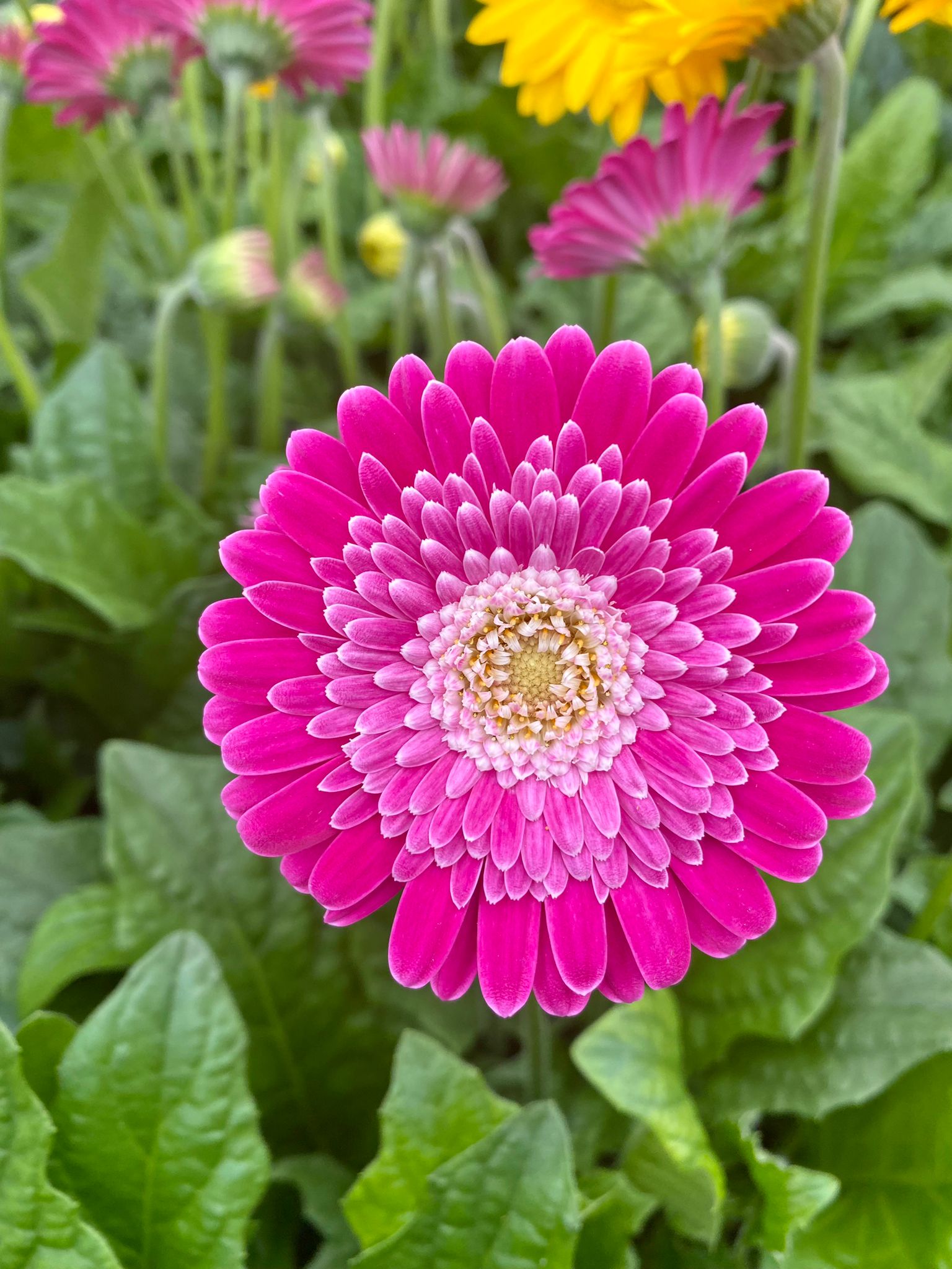 Plant Pots and Planters West Somerset Garden Centre