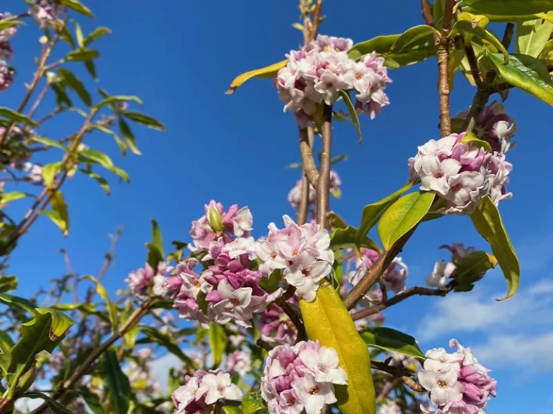 daphne1-800x-600x