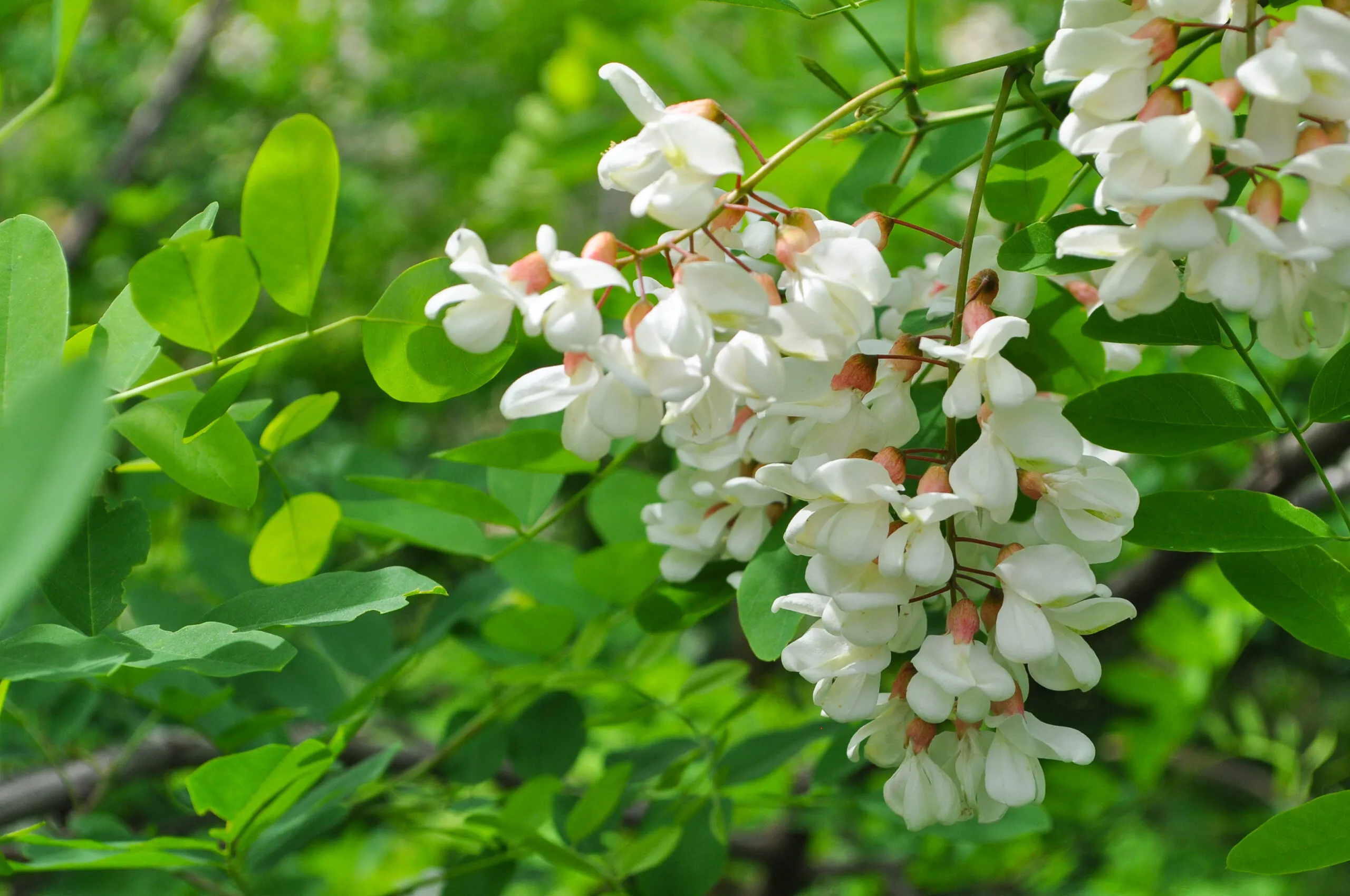 Acacia,Tree,Flowers,Blooming,In,The,Spring.,Acacia,Flowers,Branch