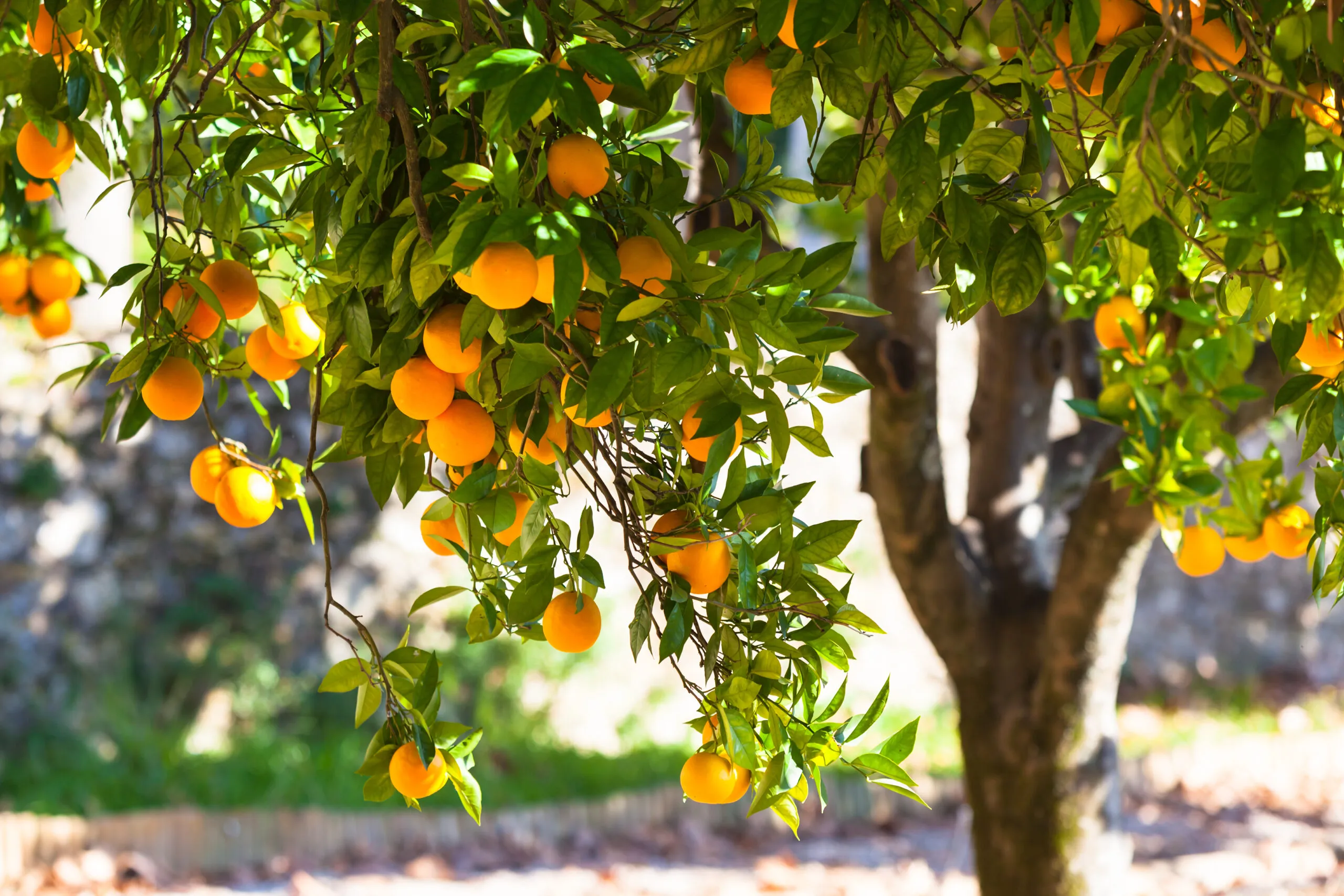 Orange,Tree,With,Ripe,Fruits,In,Sunlight.,Horizontal,Shot