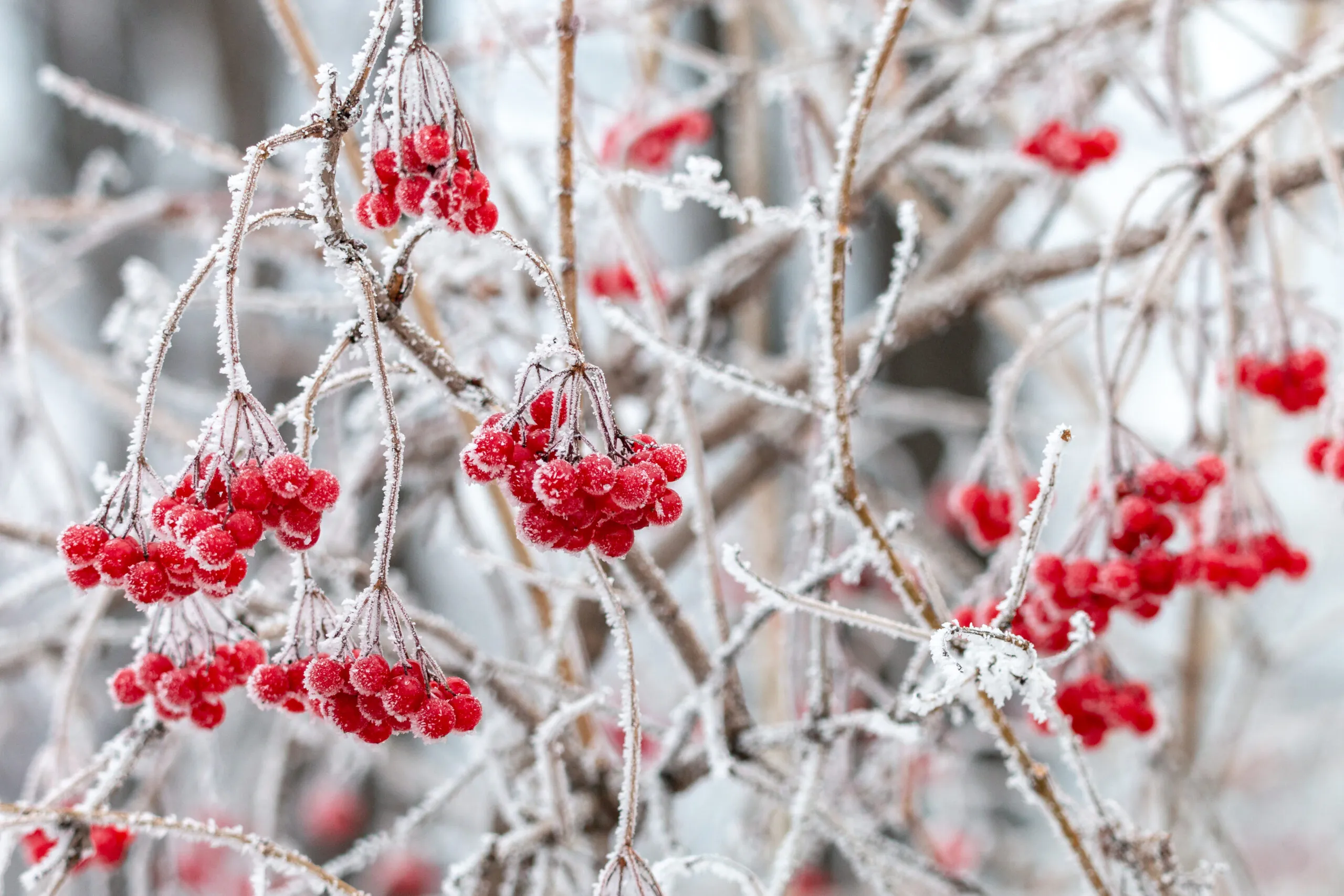 Frosted,Red,Berries,Of,Guelder,Rose.,Hoarfrost,On,Viburnum,Opulus