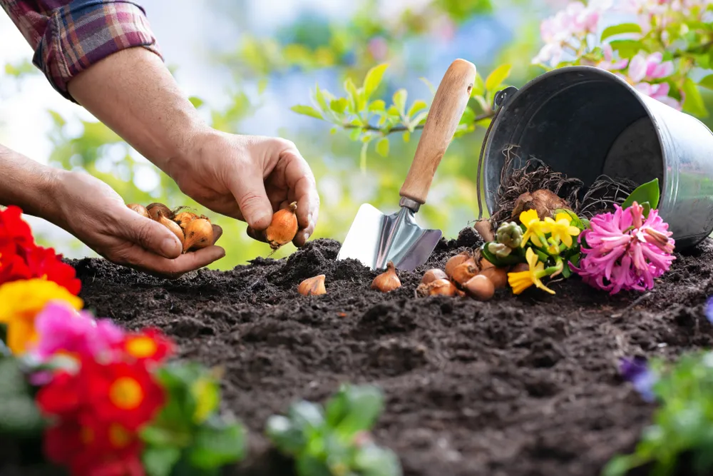 Planting,Spring,Flowers,In,Sunny,Garden