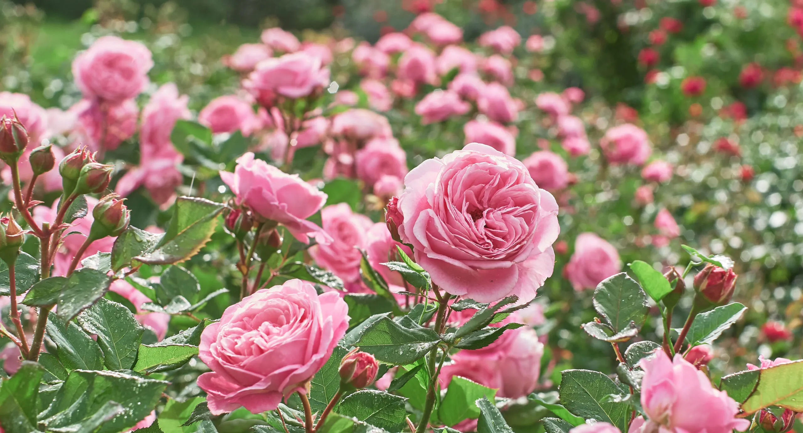 Rose,Flower,On,Background,Blurry,Pink,Roses,Flower,In,The