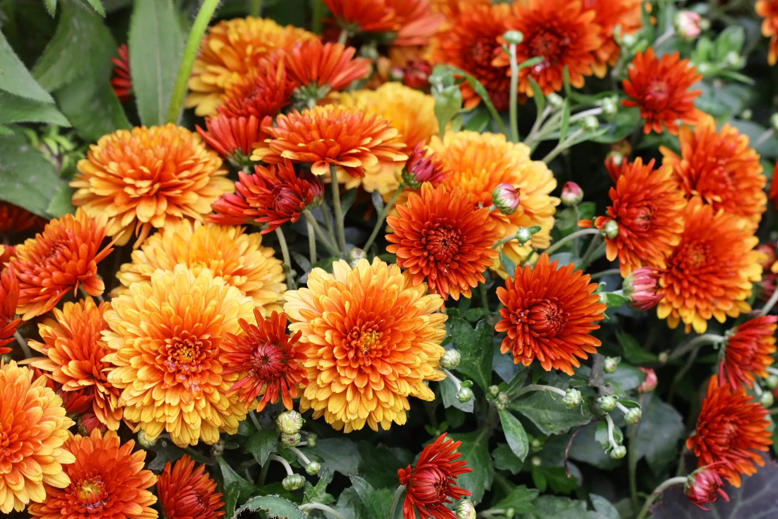 Flowering,Red,Orange,Chrysanthemums,In,Autumn,Garden.,Chrysanthemum,Koreanum.,Background