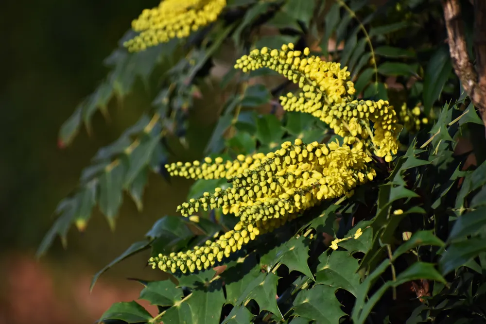 Yellow,Flowers,Of,Mahonia,X,Media,Or,Mahonia,Japonica,Buckland,