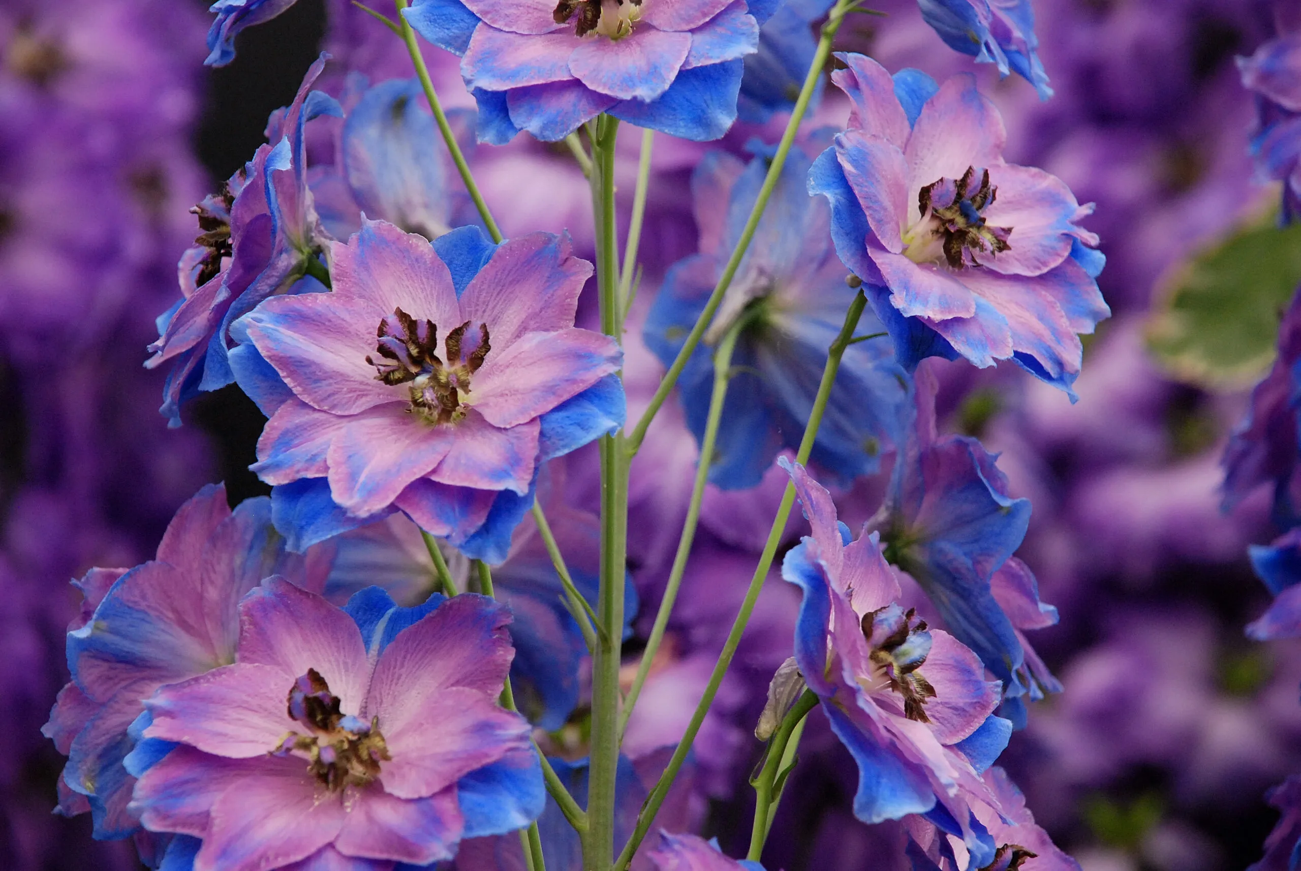 Purple-blue,Delphinium,Flowers,With,A,Soft,Focus,Background