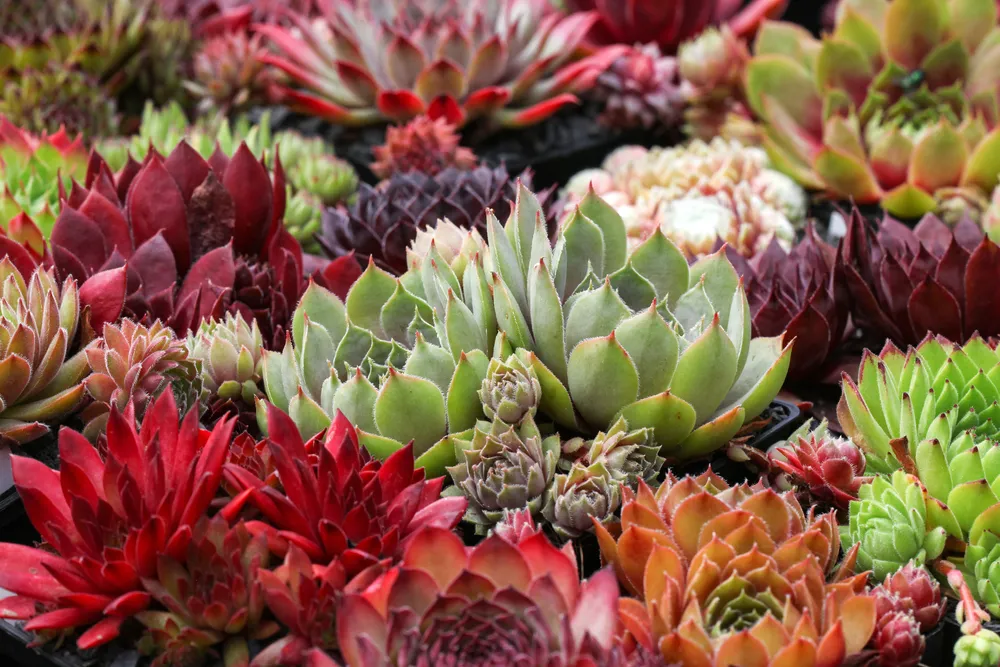 Colorful,Sempervivum,-,Houseleek,Plants,Sitting,In,Ther,Natural,Environment