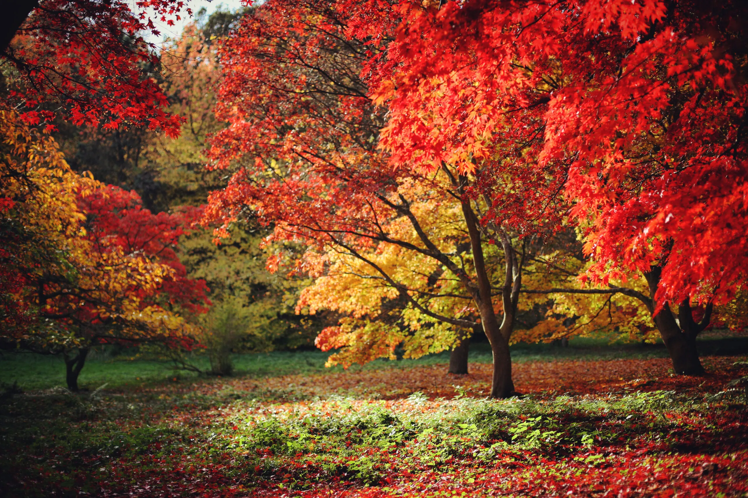 Japanese,Maple,Trees,(acers),Of,Red,And,Yellows,Colours,During