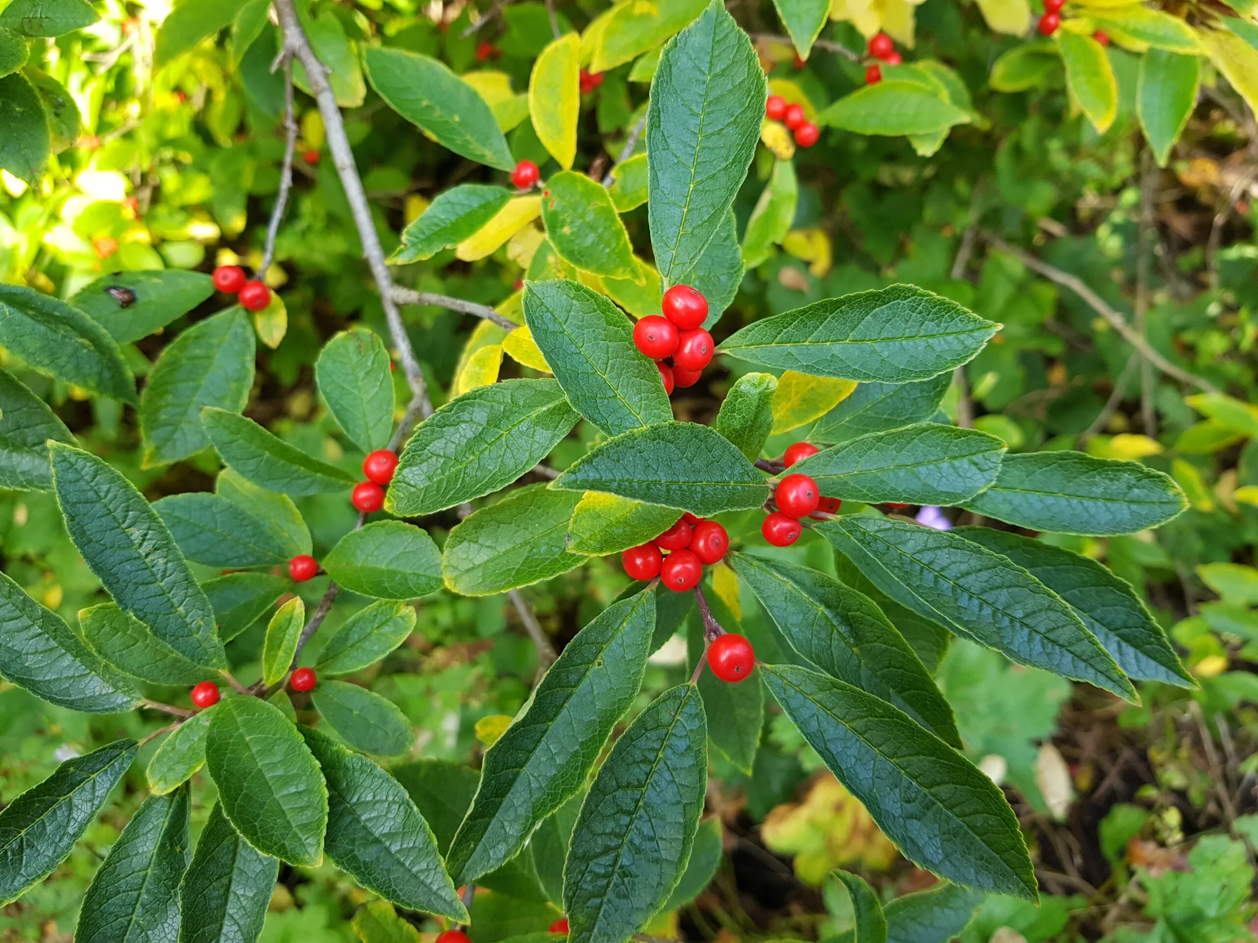 Ilex,Verticillata,,The,Winterberry,,Is,A,Species,Of,Holly,Native