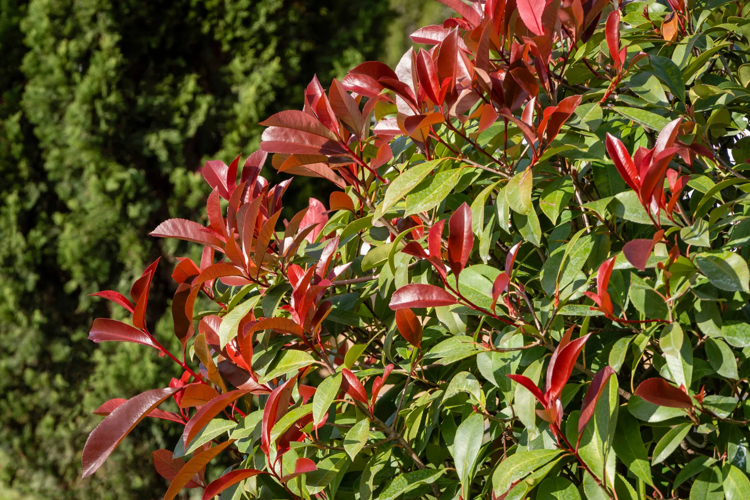 Beautiful,Red,And,Green,Leaves,Of,Photinia,Fraseri,'red,Robin'