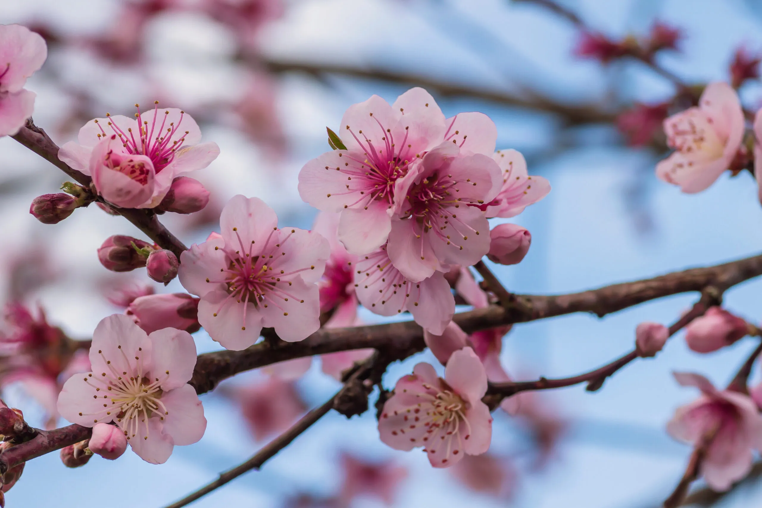 Detail,Of,Prunus,Persica,Pink,Flowers,Blossom,In,Spring