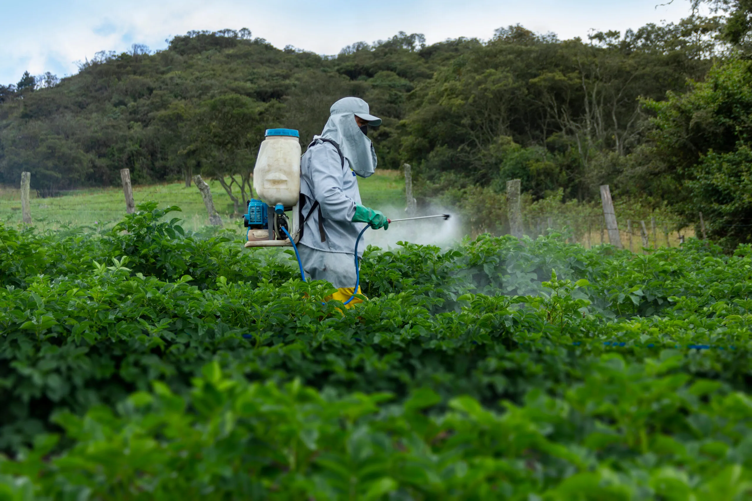 Farmer,Applying,Insecticide,Products,On,Potato,Crop,,Abundant,Green,Foliage,