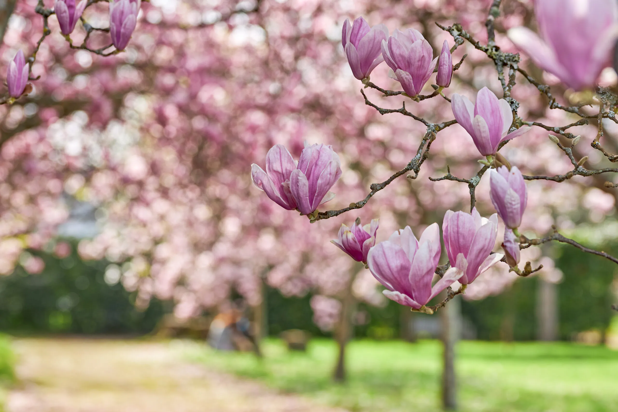 Close-up,Of,The,Flowers,Of,A,Chinese,Magnolia,Tree.