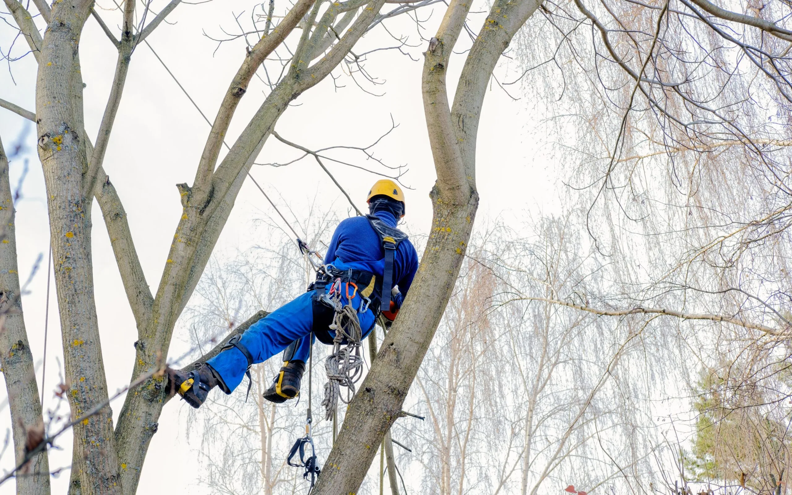 Cutting,Arborist,In,Pruning,,Cutting,Back,,Removing,Leafless,Mature,Nut