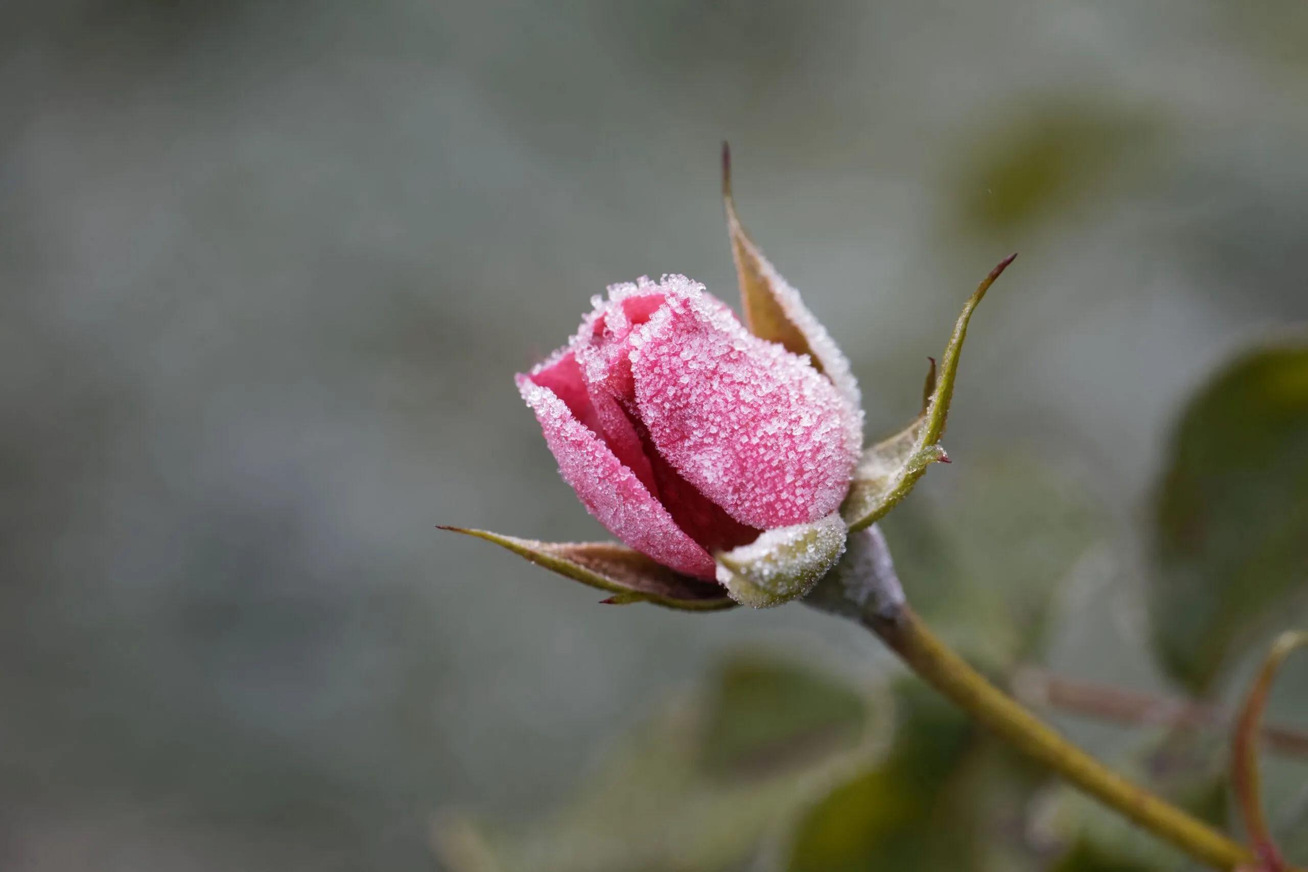 A,Pink,Rose,Covered,By,Hoar,Frost.