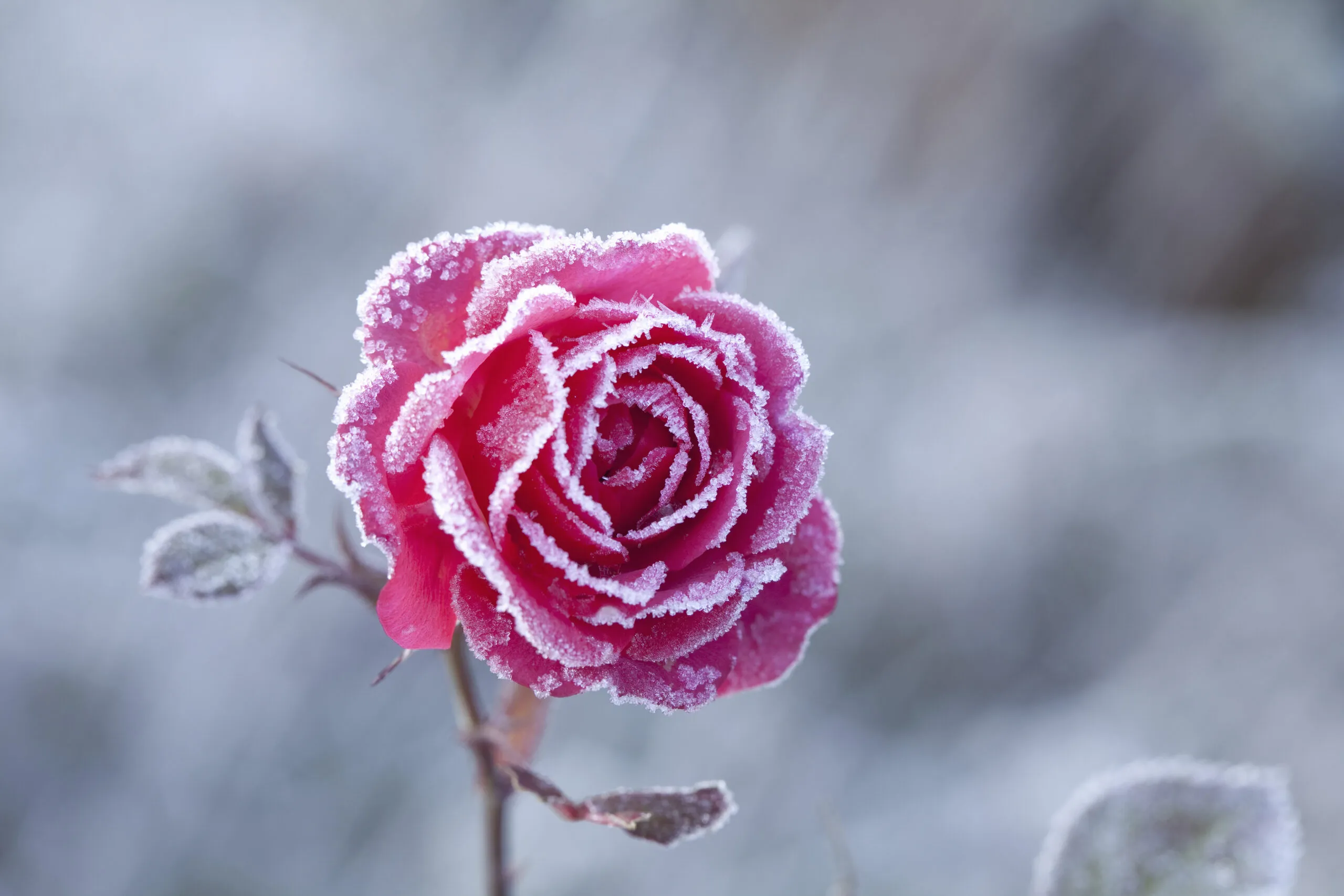 The,Rose,With,Frost