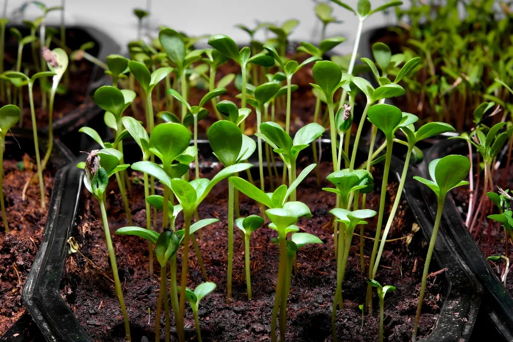 Young,Seedlings,In,A,Box.,Young,Plants