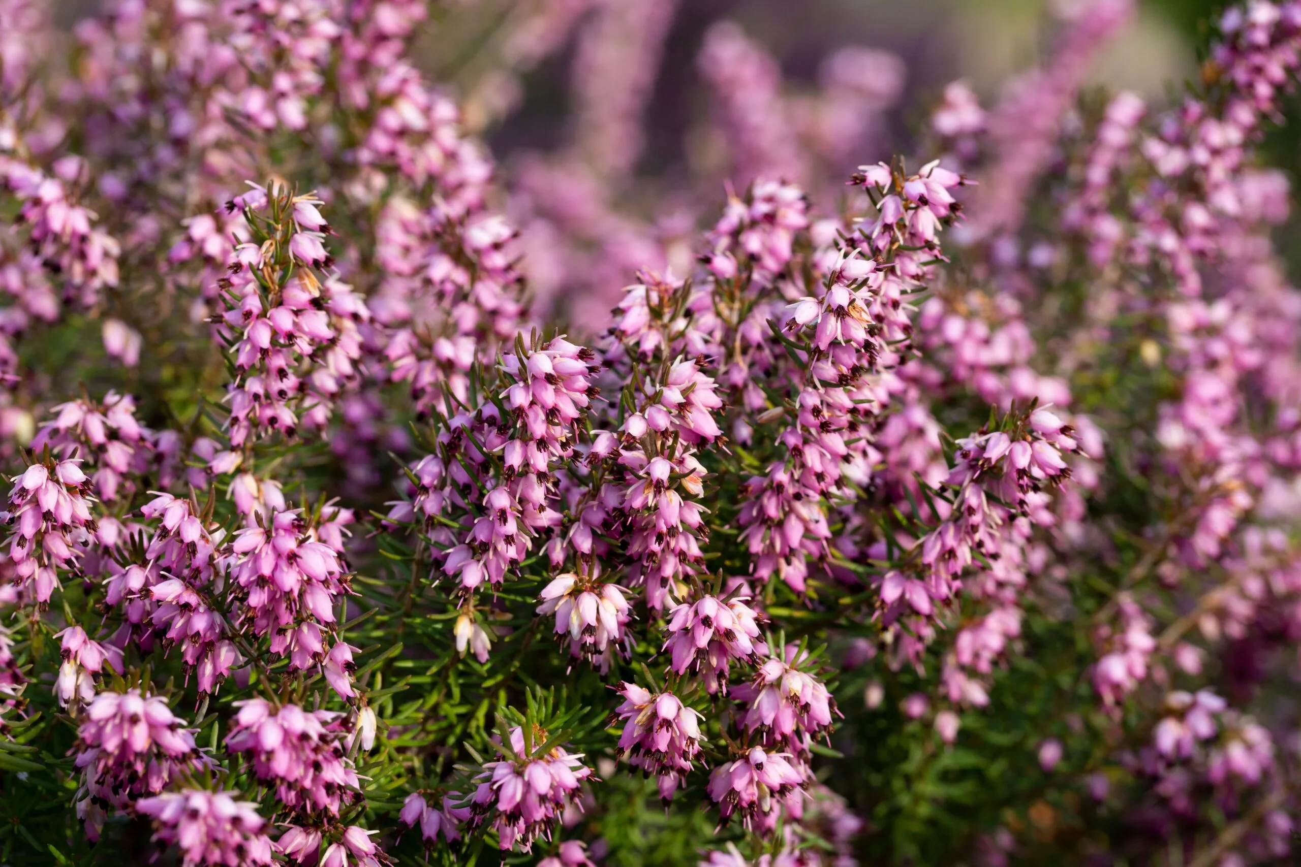 Close,Up,Flowering,Calluna,Vulgaris,Common,Heather,,Ling,,Or,Simply