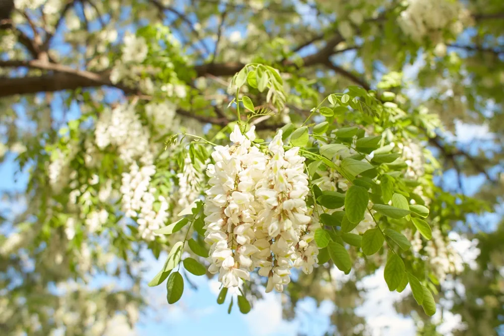 Acacia,Tree,Blooming,In,The,Spring.,Flowers,Branch,With,A