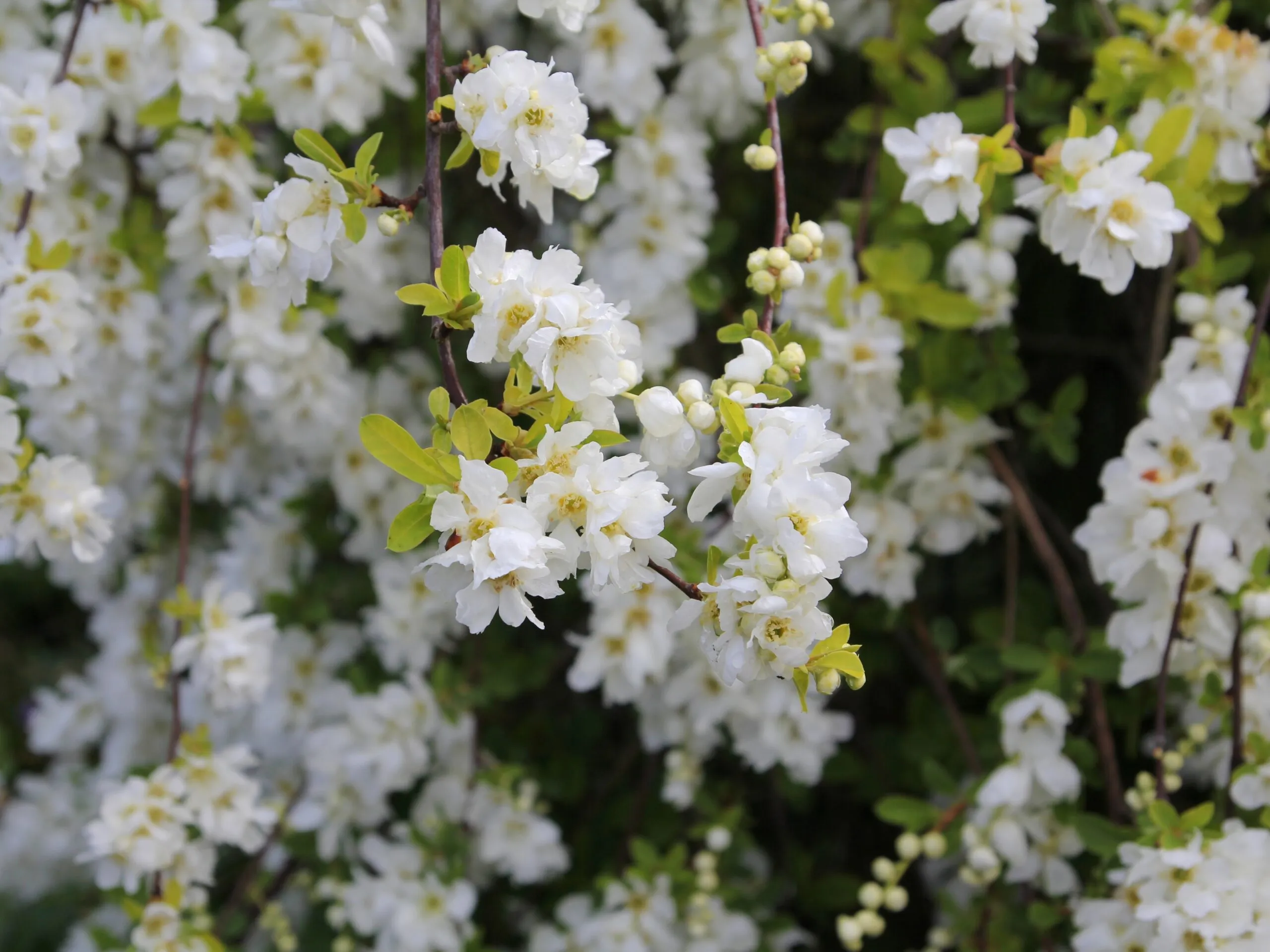 Exochorda,X,Macrantha,'the,Bride',In,Flower,In,Spring,Time