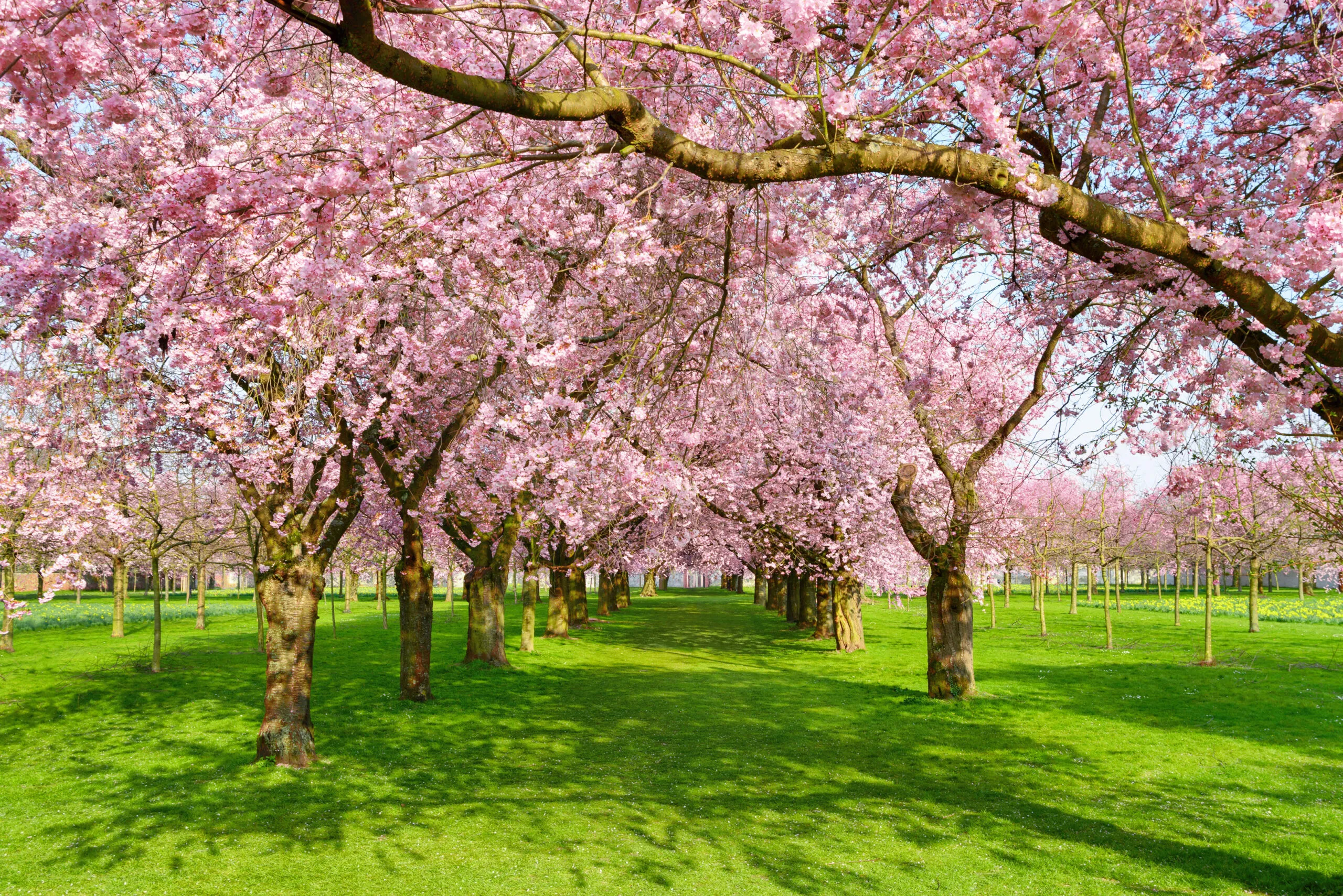 Scenic,Park,With,Rows,Of,Blossoming,Cherry,Trees,In,Spring