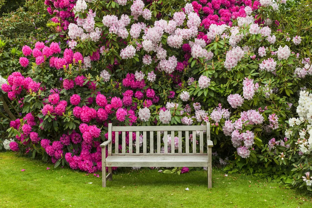 Rhododendron,Garden,With,Wooden,Bench.