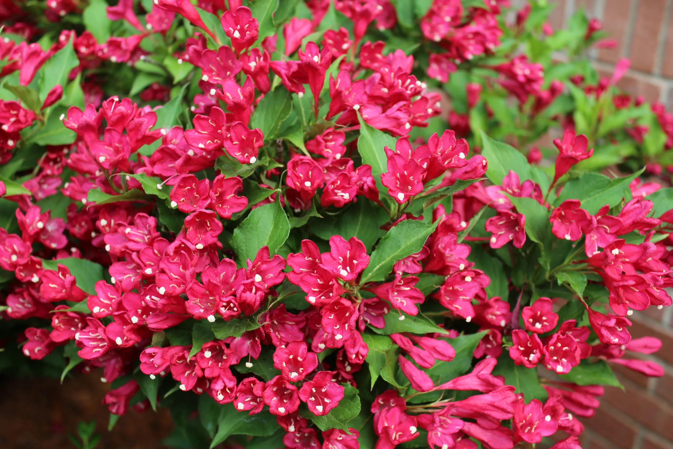 Weigela,Shrub,Blooms,With,Hot,Pink,Red,Prince,Flowers,In