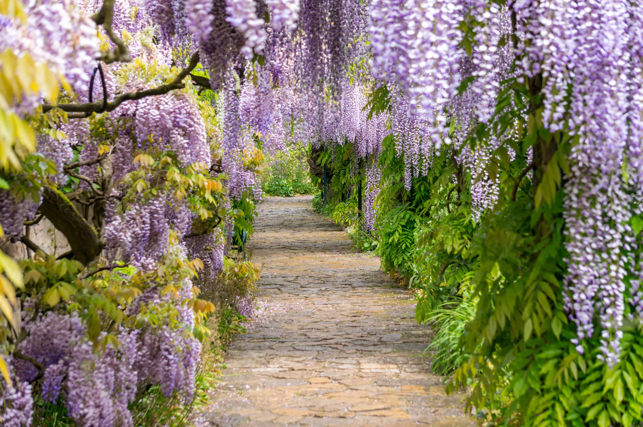 Wisteria