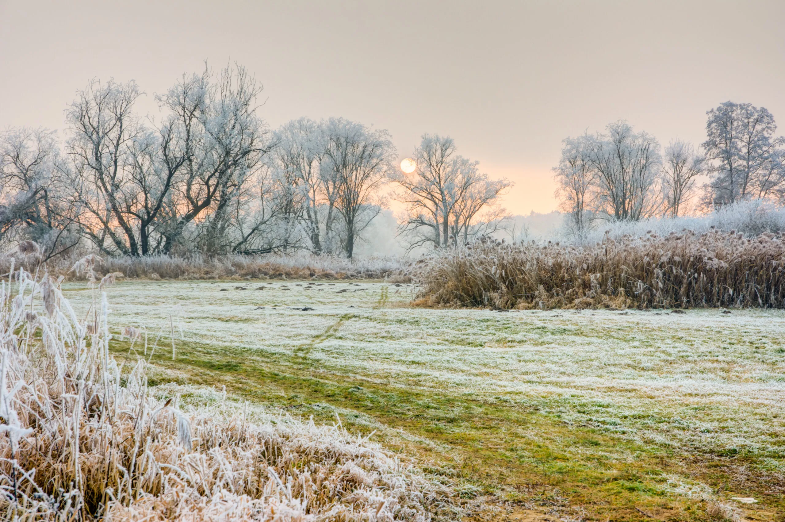 Winter,Scenic,With,Forsted,Trees,In,A,Landscape,Conservation,Area