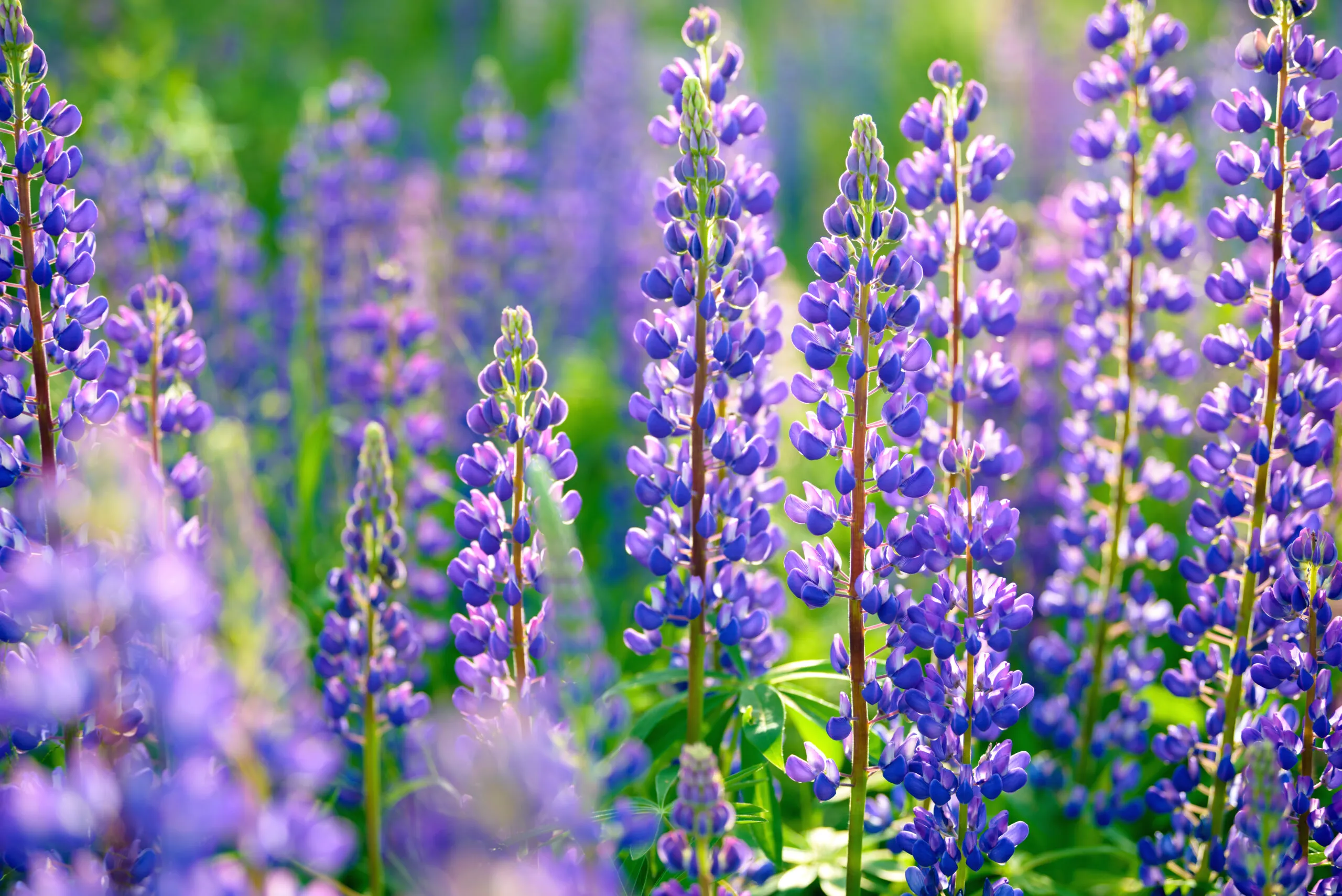 Lupinus,,Lupin,,Lupine,Field,With,Pink,Purple,And,Blue,Flowers.