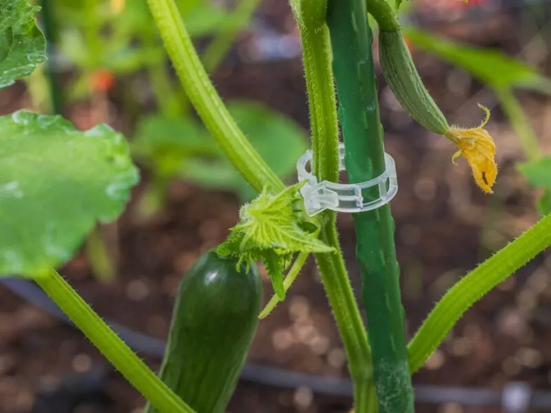 How to use Clips, Ties and Twine to Secure Plants in Your Garden