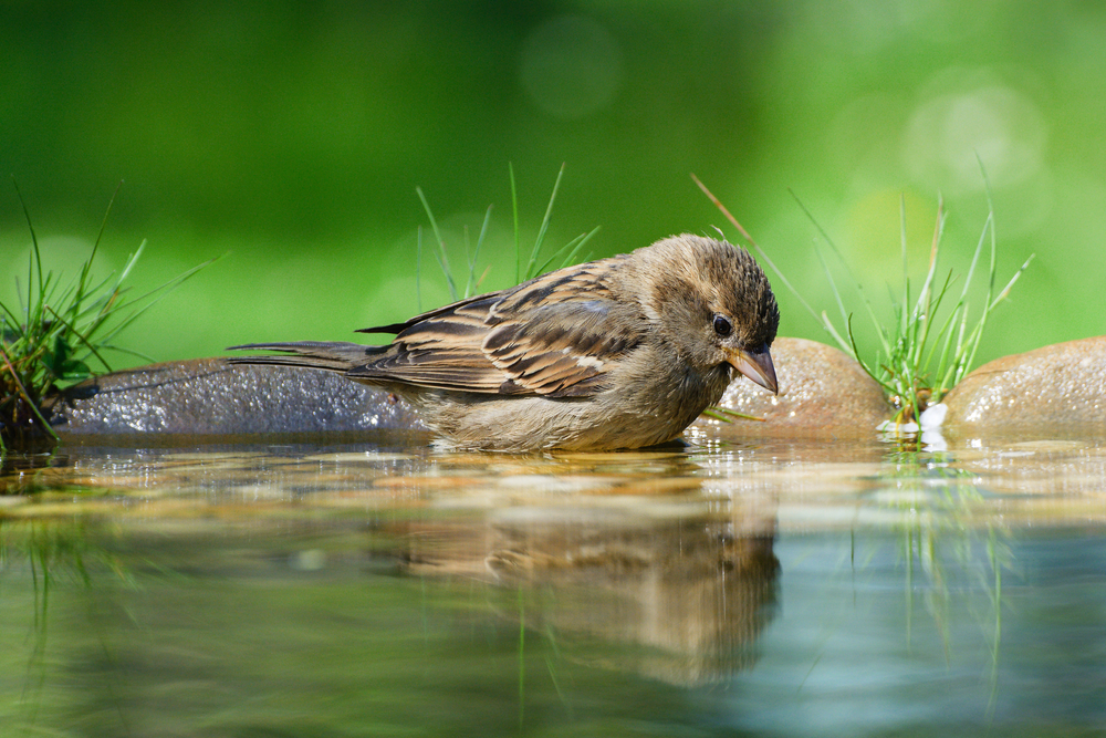 How to Attract Wild Birds to Your Garden and Keep Them Happy - West ...