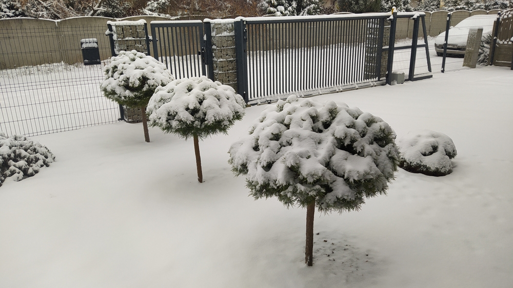Why Winter Protection is Essential for Plants
