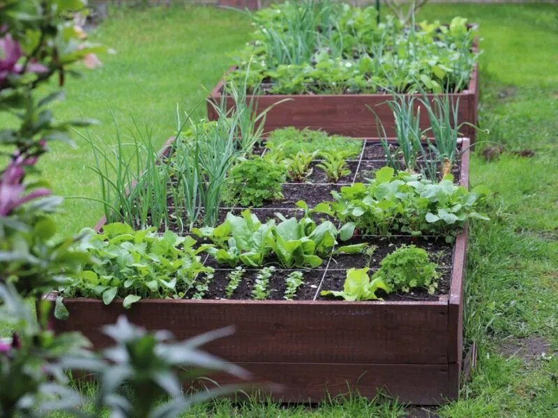How to Grow Vegetables in Your Garden