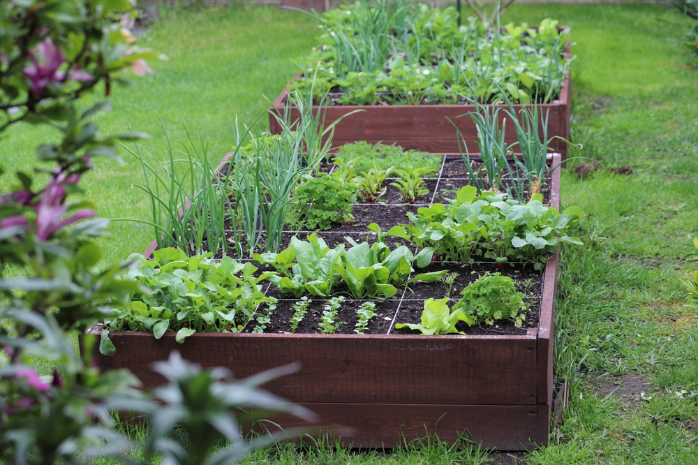HOW TO GROW VEGETABLES GARDEN visual data 6