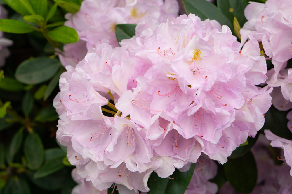 Where to start with Rhododendron Garden Hybrids?