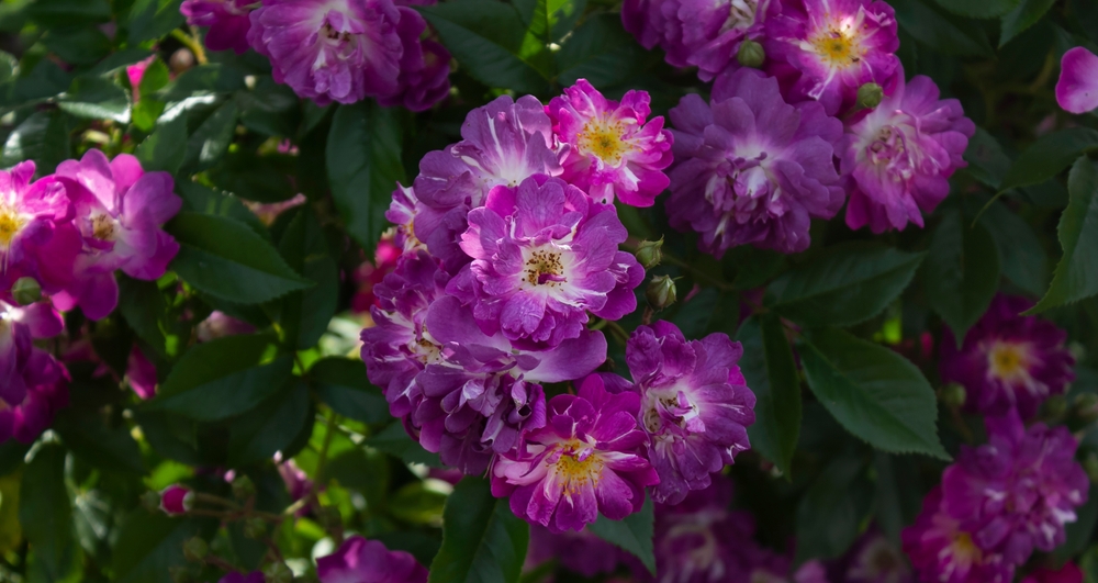 Can you grow and care for a Rhododendron Garden Hybrid?