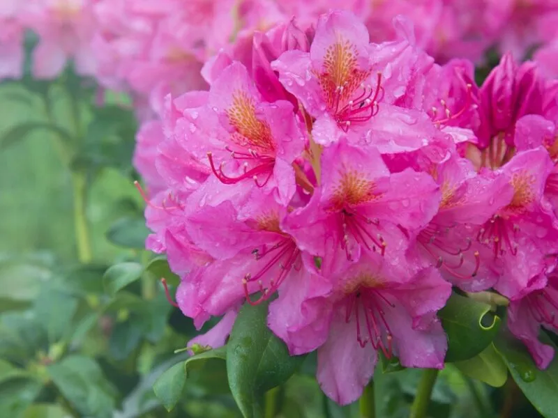 How to Grow and Care for Rhododendron Garden Hybrids