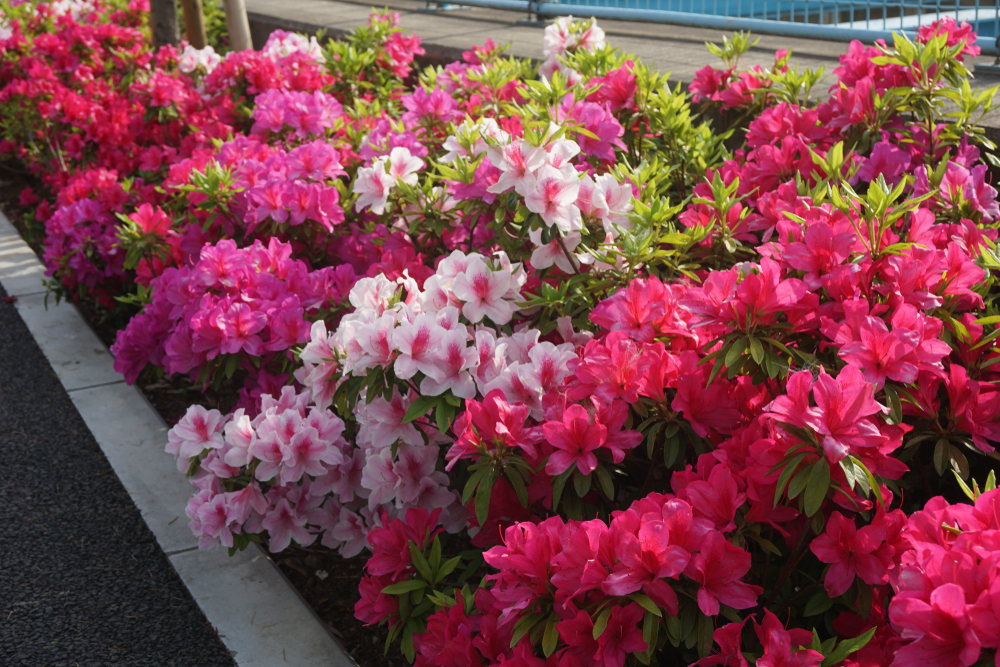 Why Choose Japanese Azaleas for Your Garden?
