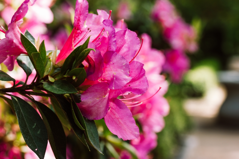 Why West Somerset Garden Centre Recommends Japanese Azaleas for Any Garden