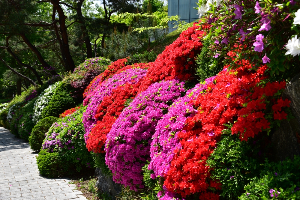 Planting Japanese Azaleas: Where, When, and Key Details