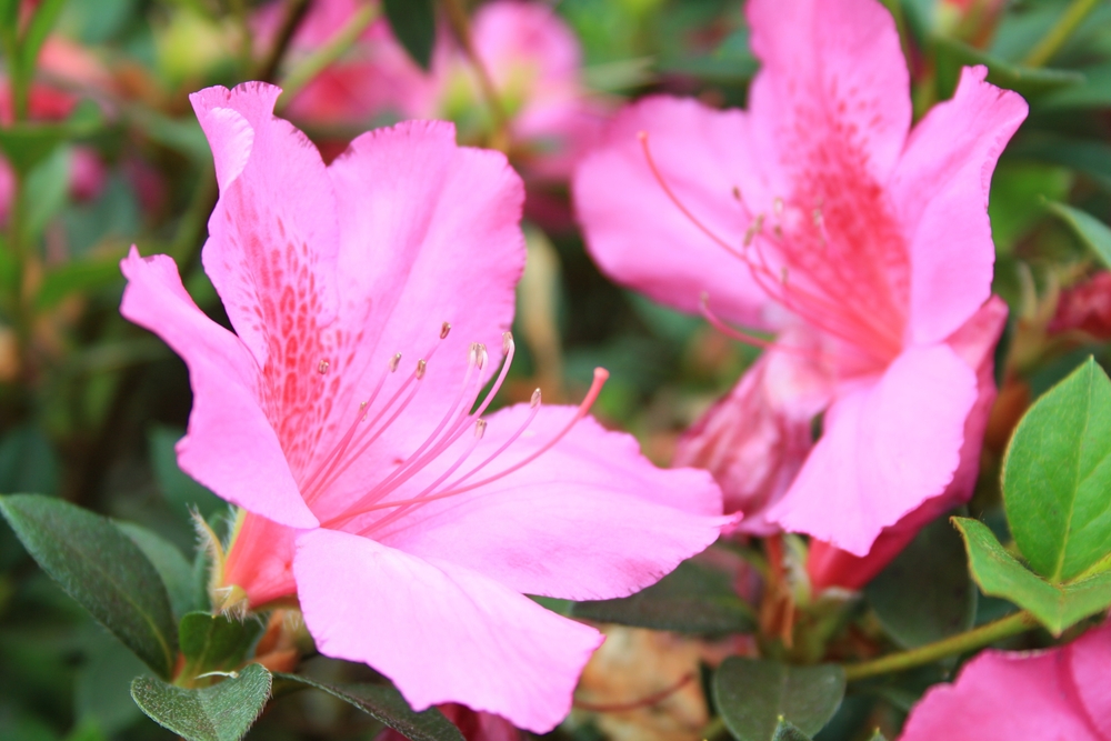 Are Japanese Azaleas a Type of Rhododendron?