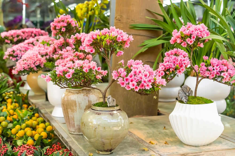 What’s the Difference Between Japanese Azaleas and Rhododendrons ...