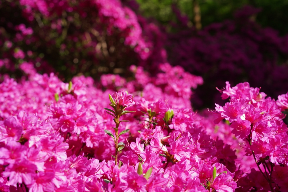 Choosing the Right Shrub at West Somerset Garden Centre