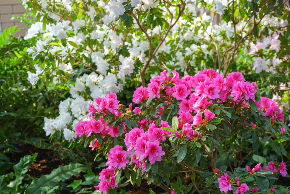 Azalea In Japanese When Is the Best Time to Plant Japanese Azaleas and Rhododendrons in ...