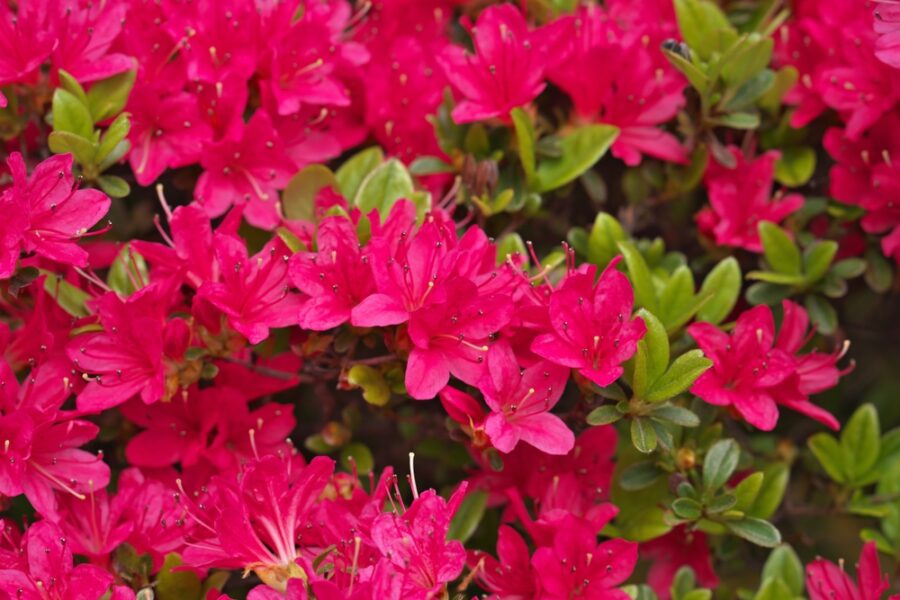 Colour Combinations: Pairing Azaleas and Rhododendrons with Other ...