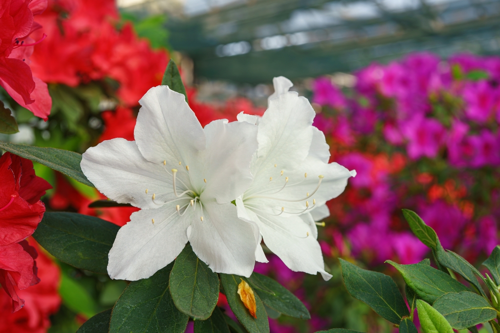 Colour Combinations: Pairing Azaleas and Rhododendrons with Other ...